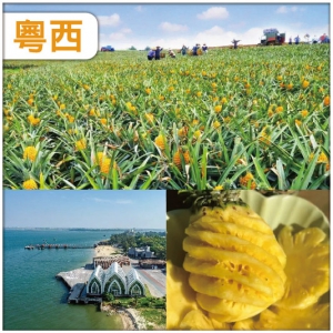 玩轉粵西-吃遍粵西 鮮美湛江 中國罕有的壯美景觀 菠蘿的海—徐聞菠蘿節 純玩4天