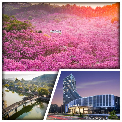 江門冬日賞紫色風鈴花海 中山大宅門『詹園』 輕奢享受江門希岸Deluxe酒店純玩2天